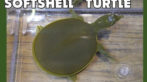 The Incredible Softshell Turtle!