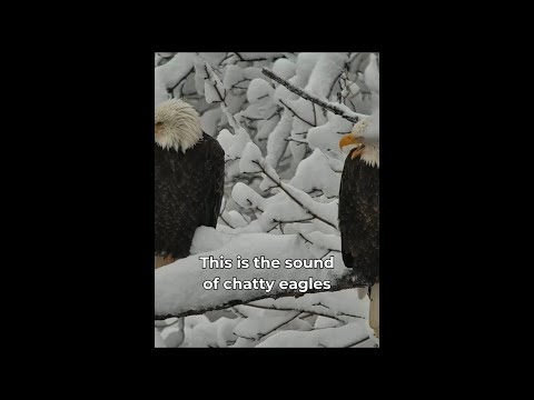 Bald Eagle Vocalizations