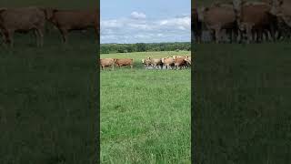 Cattle Range Listing# 009C215-201