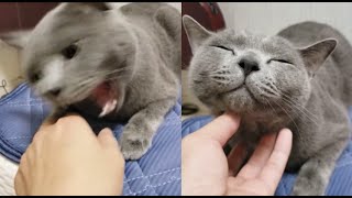 握手はキレるけどナデナデは許すスーパーツンデレ猫