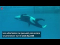 La dernire naissance dun petit orque  seaworld