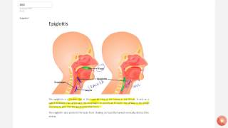 What Is Epiglottis