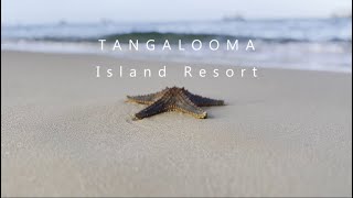 Wild Dolphin Feeding at Tangalooma Queensland Australia