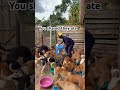 Link in bio to donate more dogs food at the shelter 🙏