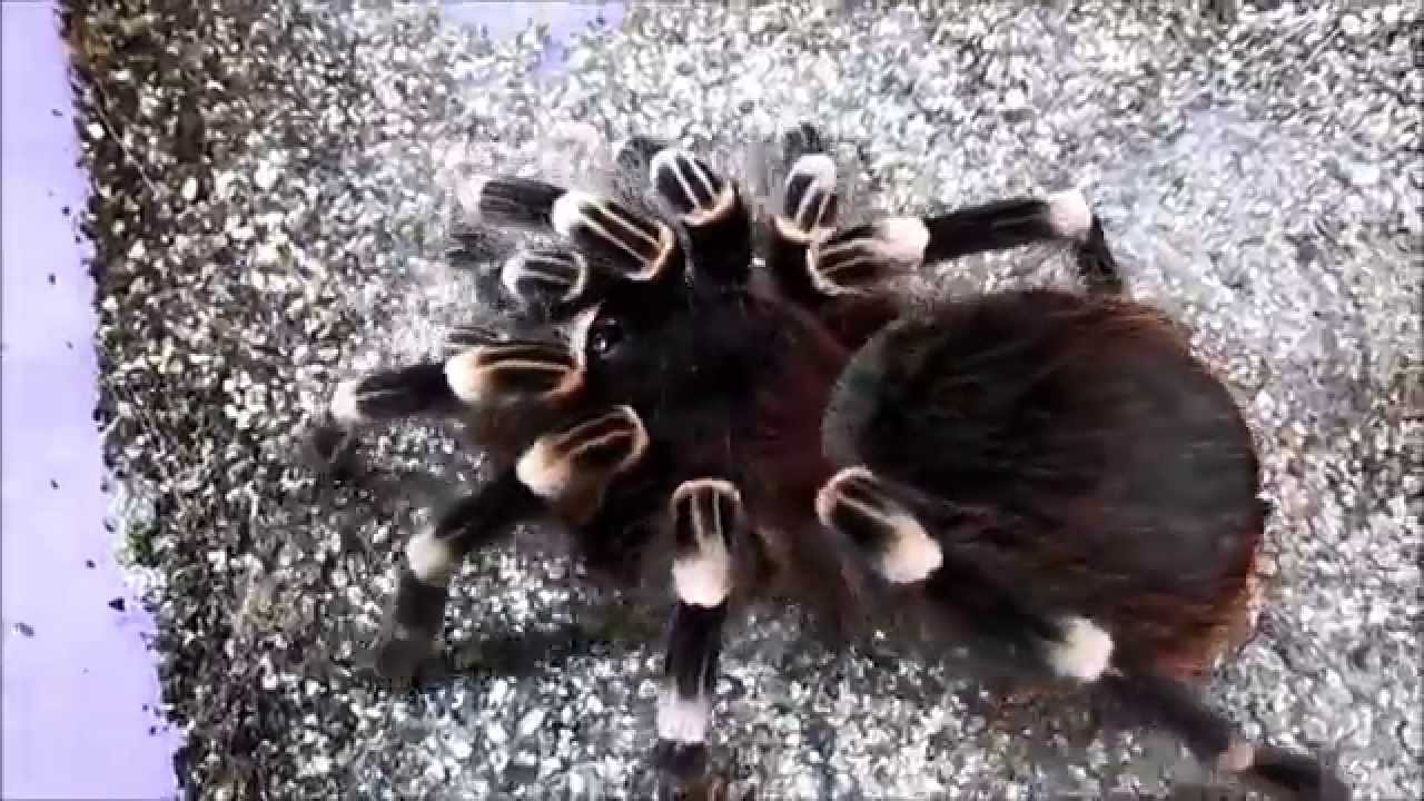Giant White Knee Tarantula YouTube Giant White Knee Tarantula YouTube