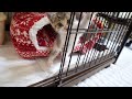 【保護猫】ナデナデするとご飯の時間だと理解した子猫がこちら