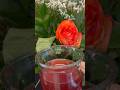 Detox, tea #viral #trending #ytshorts #facts #amazingfacts #shortvideo @waheeda shakil