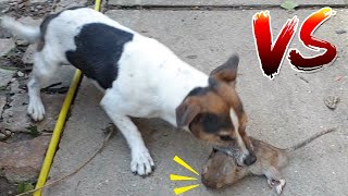 dog finds and fights the rat - small dog and huge rat - dog vs rat