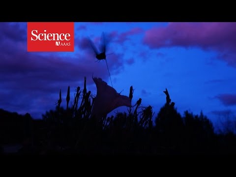 Robotic flowers show how moths see at night