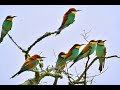 AVES DO MEU ALENTEJO / BIRDS OF MY ALENTEJO (Portugal)