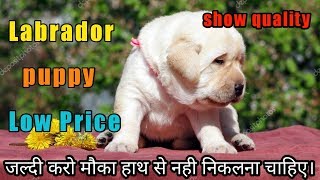 labra dog price in olx