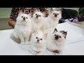Священная бирма котята из питомника БЕЛЫЕ ЛАПКИ
