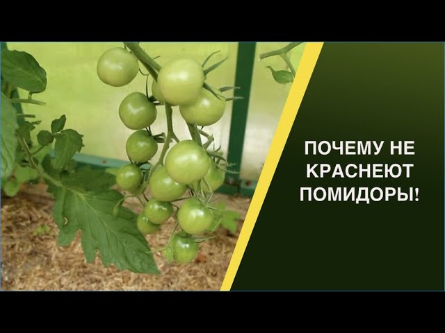 Почему помидоры не краснеют в августе и как это исправить