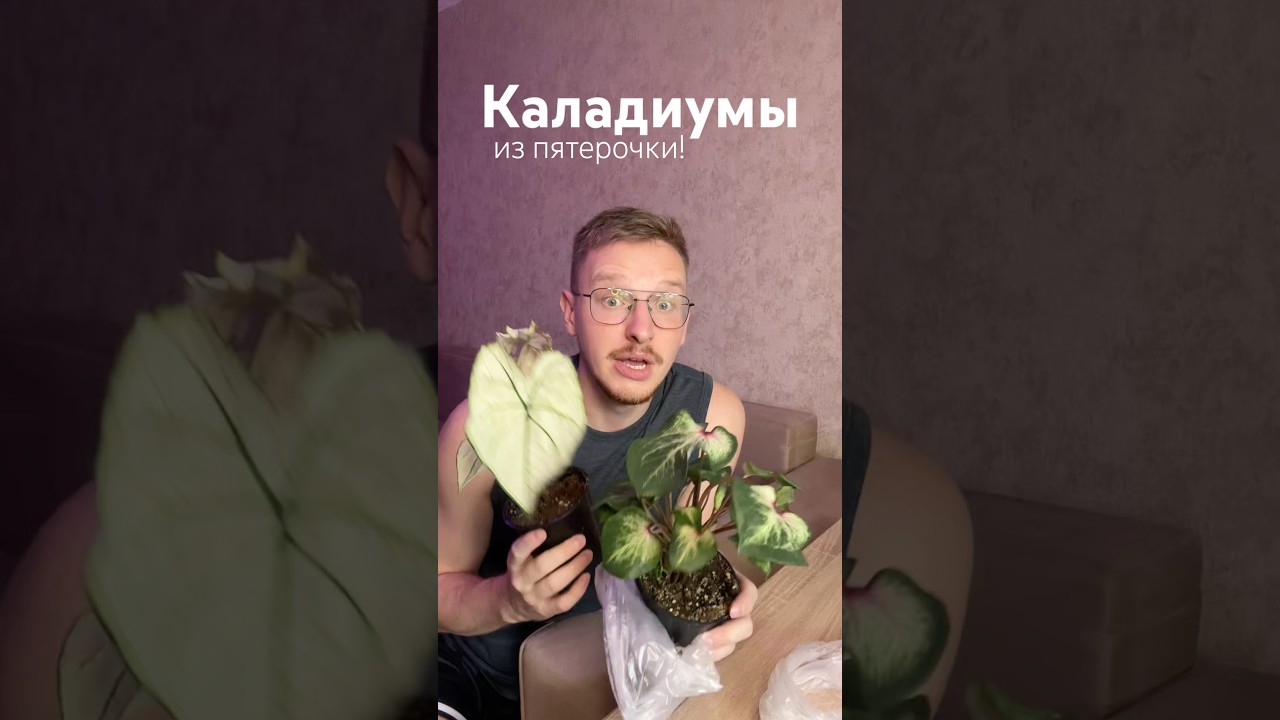 Каладиумы из пятерочки! 
