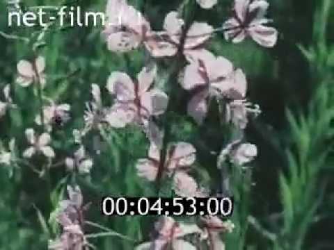 Строительство Усть-Илимского комбината // Дружба и сотрудничество (1979)