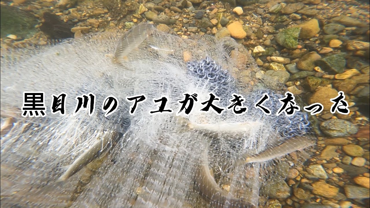 [黒目川]黒目川のアユはドンドン大きなって投網ヤバイ YouTube