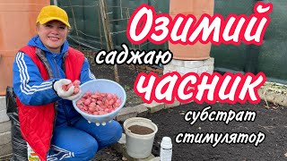 картинка: Саджаю озимий ЧАСНИК. Субстрат. Стимулятор. 