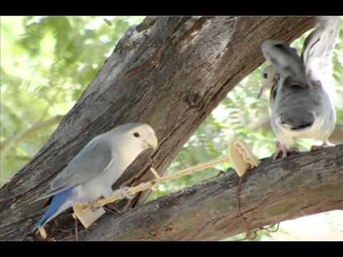 Tucson Az Population >> Wild Love Birds in Phoenix, Arizona - YouTube Tucson Az Population >> Wild Love Birds in Phoenix, Arizona - YouTube