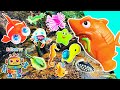 Sea Animal Names & Facts | Kids Learn by the Branch: Shark Clownfish Sea Dragon Lobster