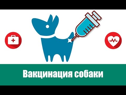 Правильная вакцинация собаки