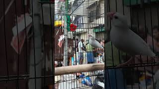 💥🤯zebra finch breeding pair broadway pet market chennai #shortsfeed #shorts #trending