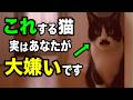 【知ったら後悔する】猫が嫌いな人にだけ見せる行動8選を獣医師が解説します
