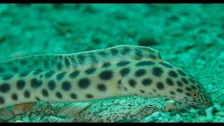 Spotted snake eel burrowing under the sand tail-first