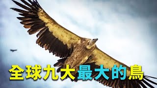 全球9大體型最大的鳥！展翅十米、遮天蔽日，這些鳥被稱為“地球僅存的巨獸”！ by 見世面 1,387 views 9 months ago 9 minutes, 11 seconds