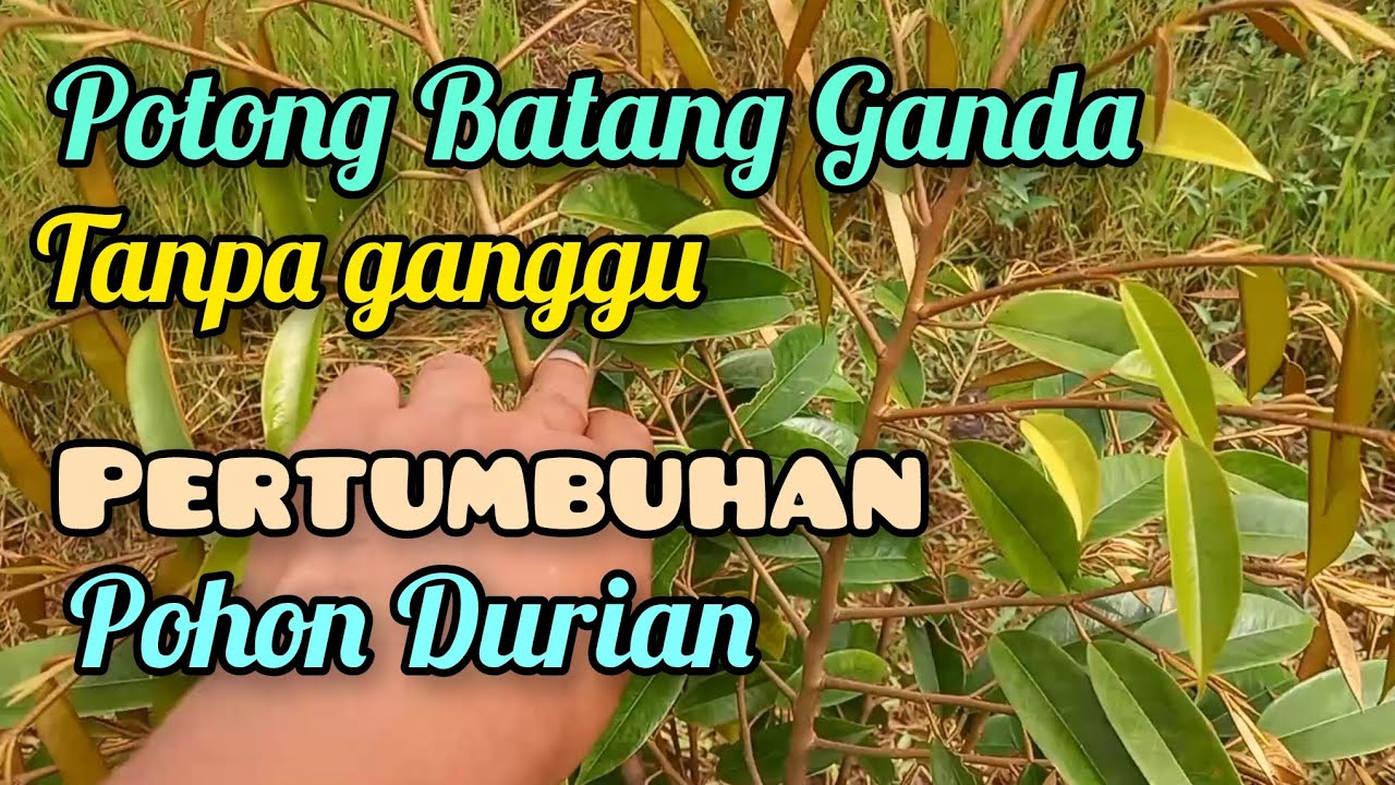 Bentuk cabang seperti ini harus segera dipotong agar pohon durian tumbuh ideal
