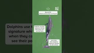 Dolphins have signature whistles