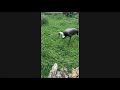 Miller Park Zoo Keeper Chat: Hooded Cranes