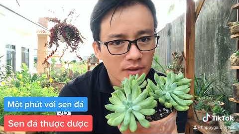 Hướng dẫn trồng sen đá thược dược