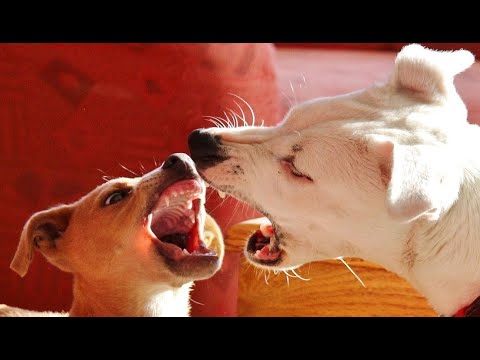 Video: What To Do With A Dog That Has Bitten