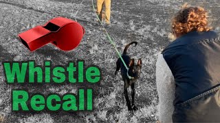 Teach a Whistle Recall. 1st Session