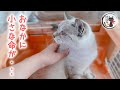 遺棄された猫みぃこを病院に連れて行った結果・・・新しい命が