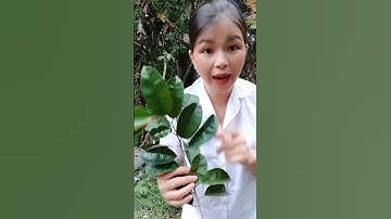 Công dụng của Lá vú sữa #short #shorts #thanhdongvlog