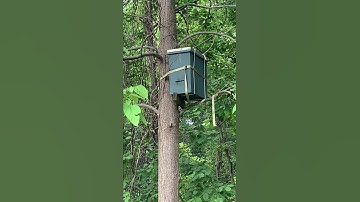 Honeybee scouts checking out a swarm trap