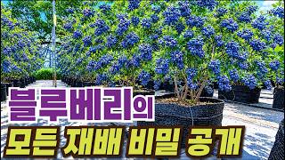 [Korea Agricultural Technology TV] Grand Reveal of How to Get Rich with Blueberries: Before Showi...