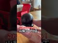 山梨のおみやげにおすすめのお菓子「くろ玉」#山梨お菓子 #山梨おみやげ #くろたま