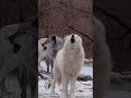 Cri Du Loup Wolf Wolves Wolfpac Howlingwolf Wolfhowling Loup Loupblanc Cri Du Loup Wolf Wolves Wolfpac Howlingwolf Wolfhowling Loup Loupblanc