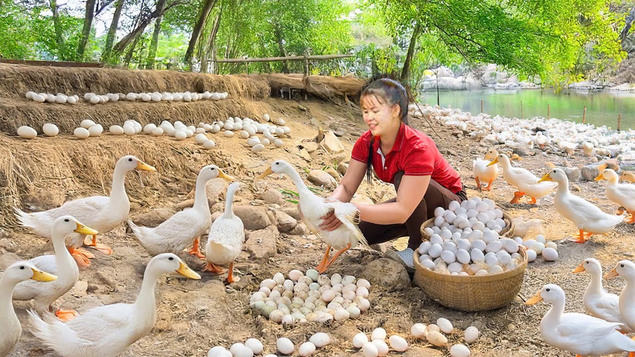 Nest For Ducks To Lay Eggs, Harvest 1000+ Ducks Eggs Goes To Market Sell | Đào Village Life
