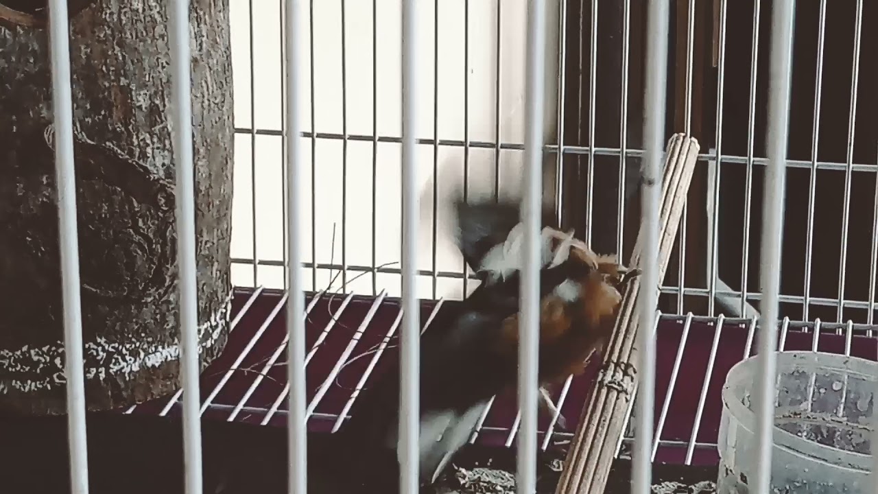 Cara Ternak Murai Batu di dalam Rumah (Serie-1). 