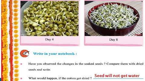 Std  4 Ch  11 In the Orchard  (Part 3)