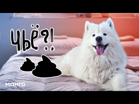 Как отучить собаку гадить на кровать