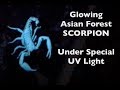 Thailand VLOG  🇹🇭| Asian Forest Scorpion (Black Scorpion) GLOWING in UV LIGHT | ThaiPulseCom