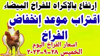 اسعار الفراخ البيضاء اليوم  | سعر الفراخ البيضاء اليوم الخميس 28-9-2023 جمله وقطاعي