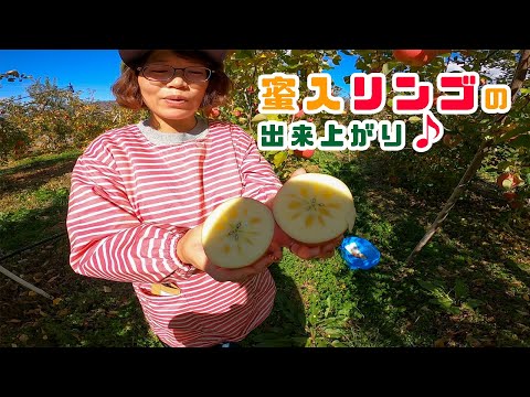 Apples] Another year of delicious honey-cored apples is here