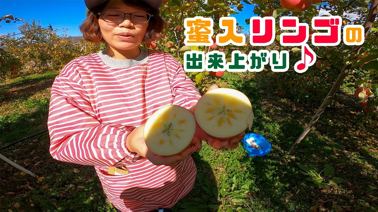 りんご】今年も美味しい蜜入りリンゴができました♪ - YouTube