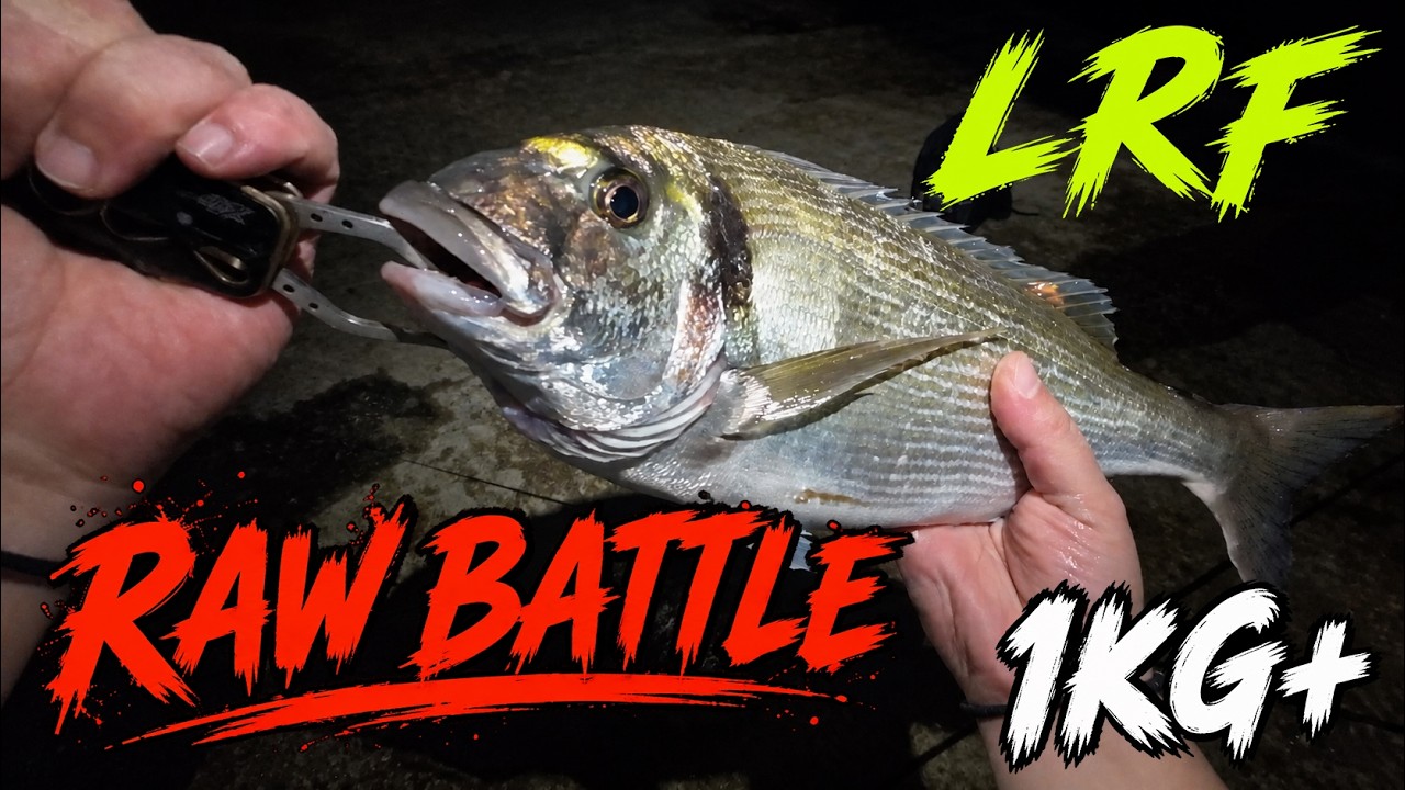 LRF • Ψάρεμα Τσιπούρας - Strike και μάχη 1.1kg 🐟 | Sea Bream Fishing