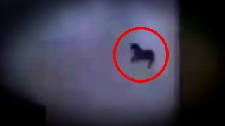 5 Pegasus Caught on Camera & Spotted In Real Life! 5 Pegasus Caught on Camera & Spotted In Real Life!